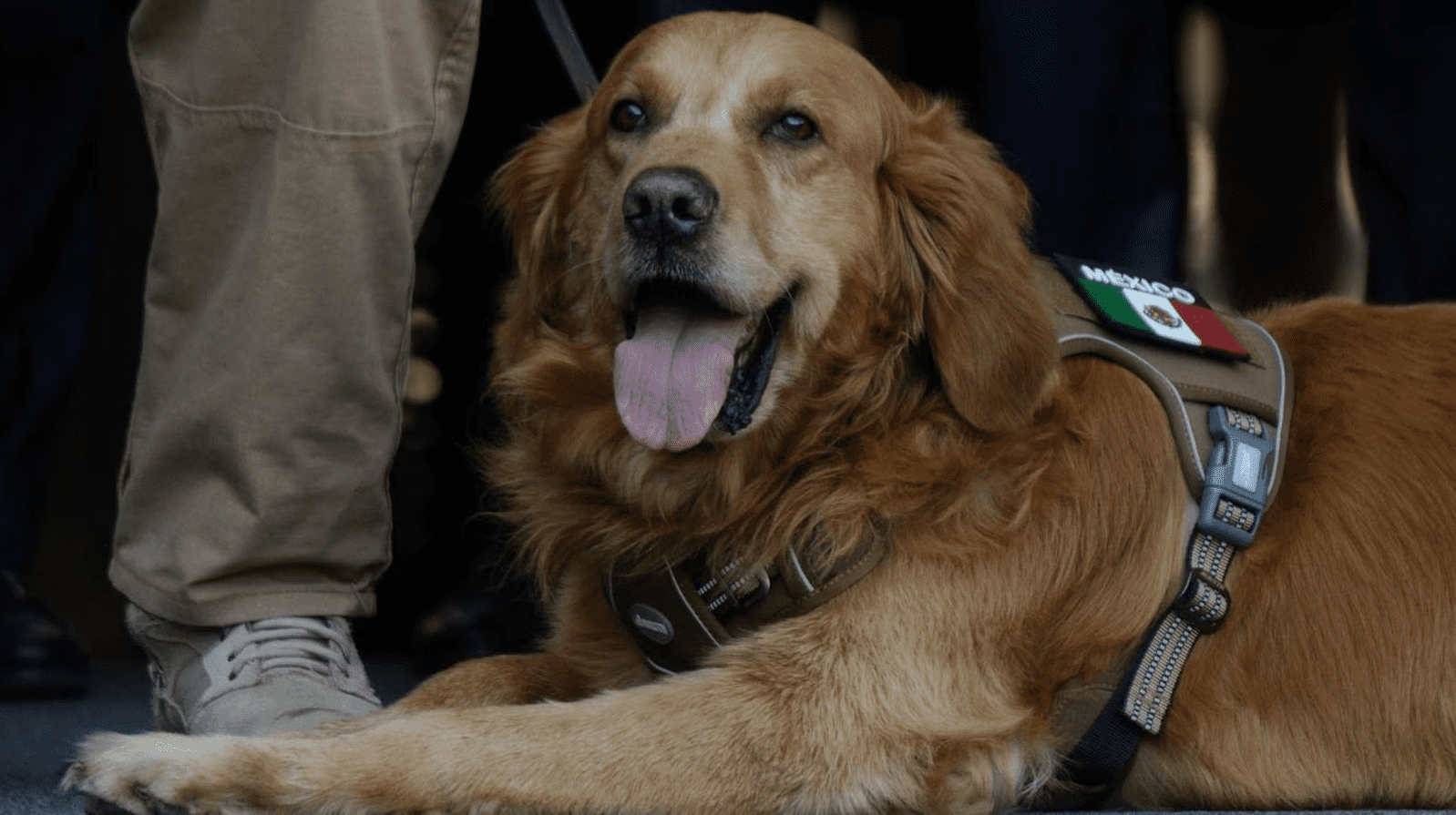 ¡Adiós, vaquero de cuatro patas! Lucas, perrito vigilante en San Lázaro, se jubila