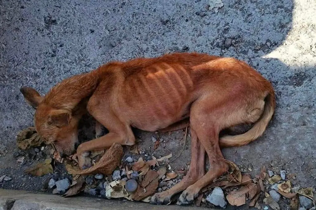 Conmociona caso de maltrato animal en Boca del Río, perrito está en los huesos