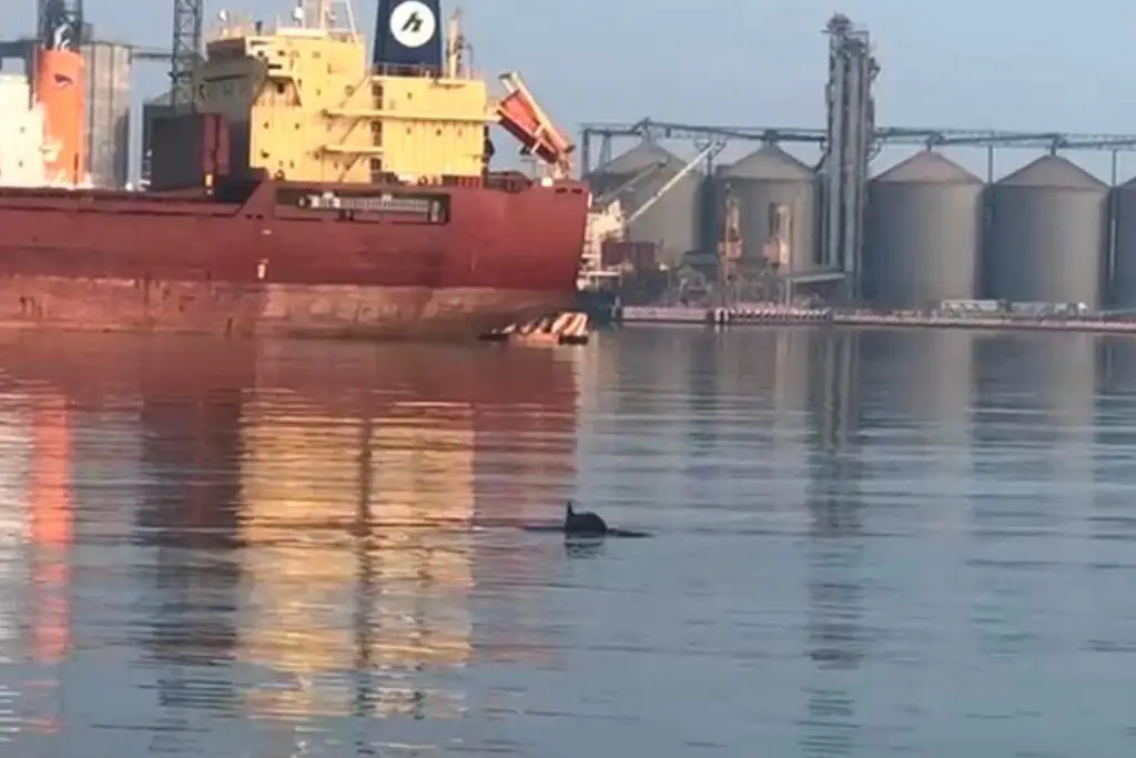 Captan a delfines en el área del malecón de Veracruz