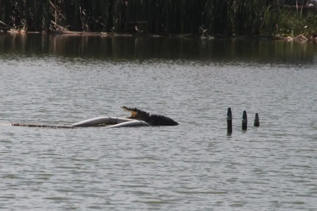 Ambientalistas piden descartar el cautiverio para el cocodrilo del Malibrán