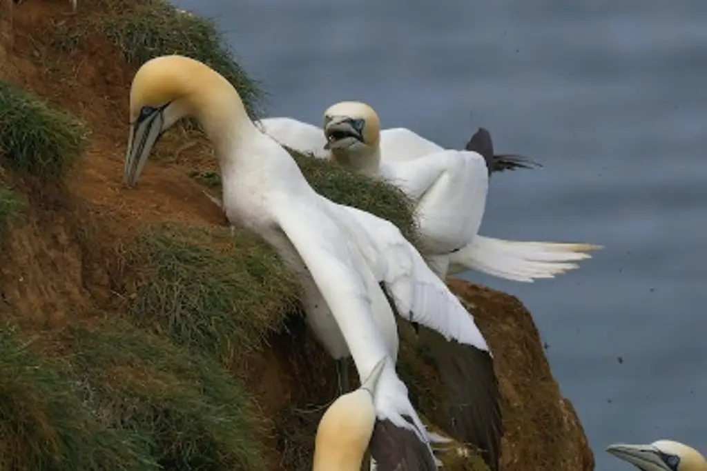 Aseguran que las aves marinas no se reproducen por tormentas extremas