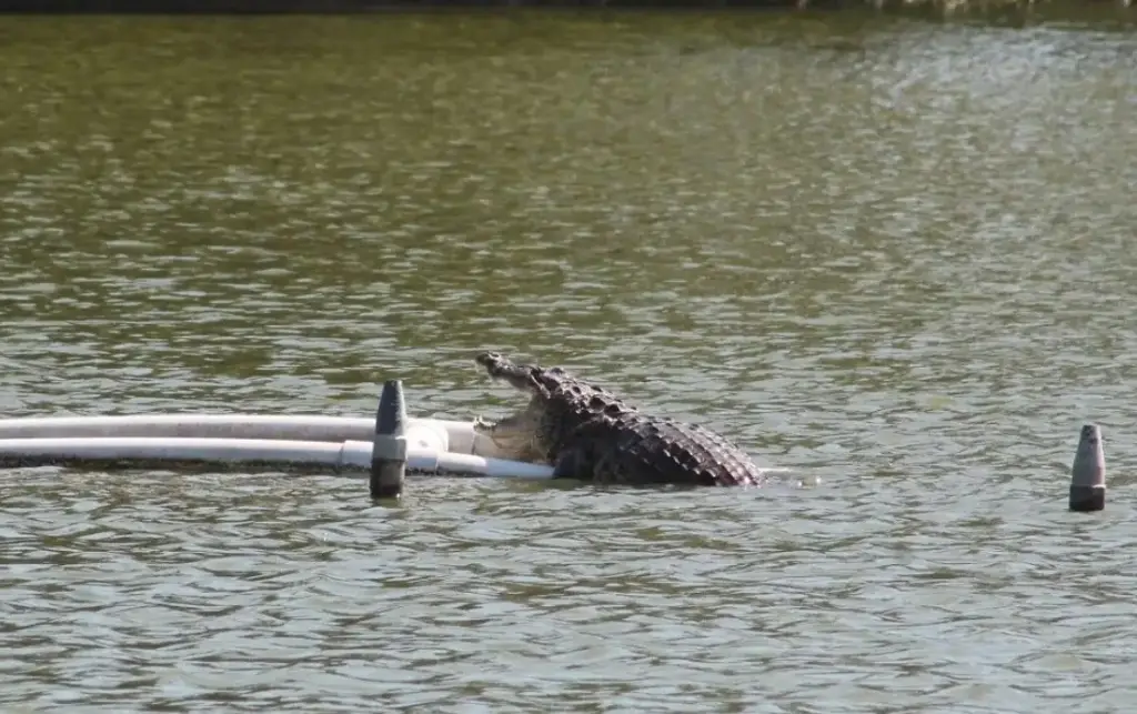 Este es el nombre que le pusieron al cocodrilo de la laguna Malibrán de Veracruz