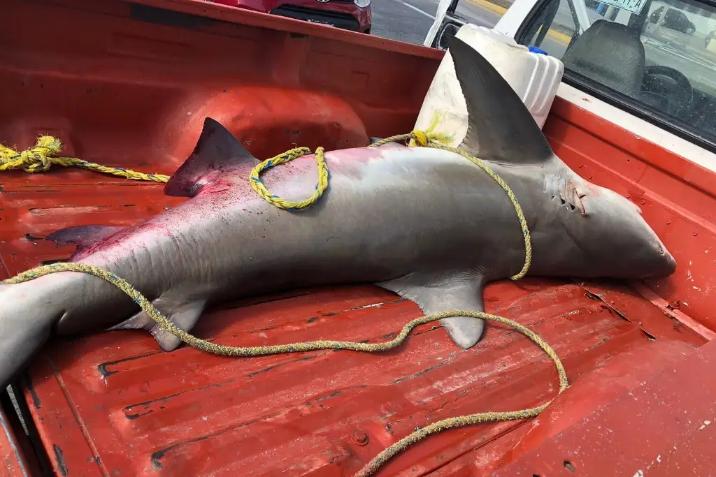 Capturan tiburón toro en Veracruz