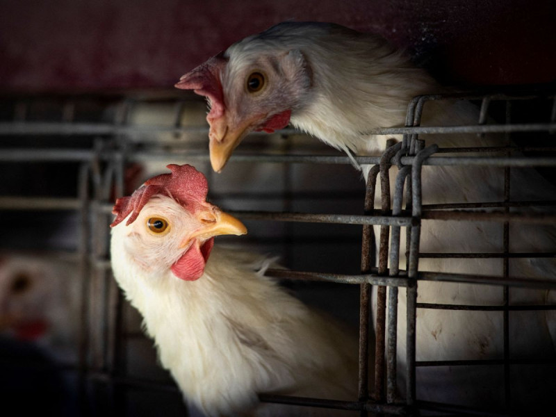 Francia reporta casos de gripe aviar H5N1 en zorros cercanos a las afueras de París