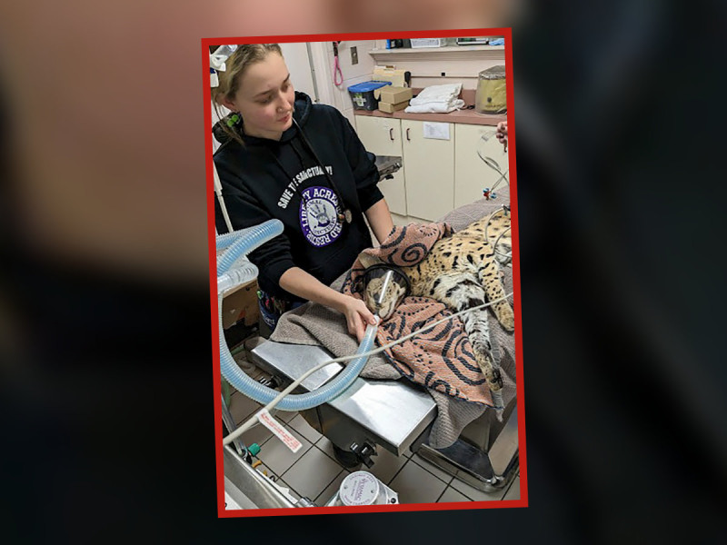 ¿’Cocaine Cat’? Rescatan a gato serval salvaje que dio positivo a cocaína