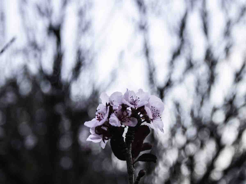 Llega la primavera y con ella las alergias, conoce sus síntomas