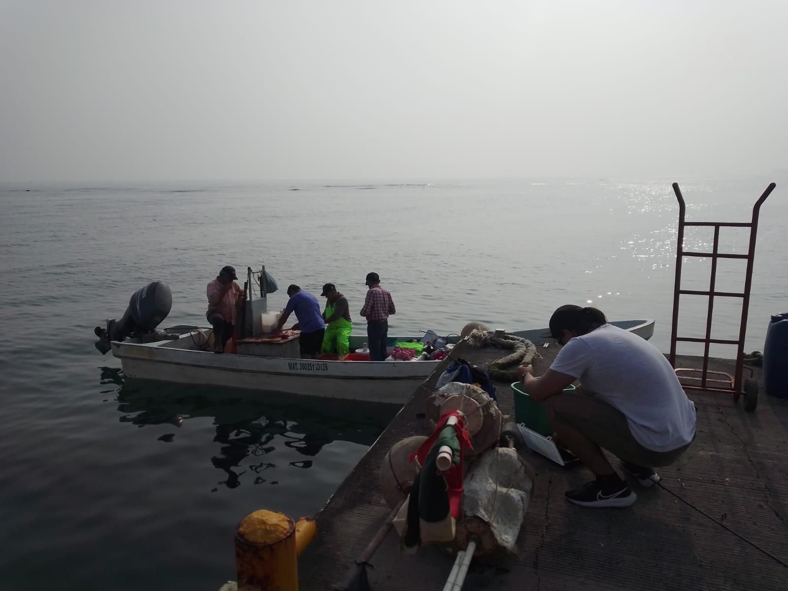 Exhortan a población a respetar delfines que se avistan en malecón de Veracruz