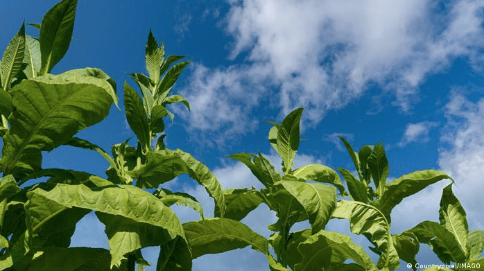 Investigadores logran captar los sonidos que emite una planta por estrés