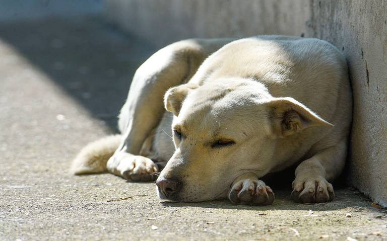 No se presentó maltrato animal en el caso de los perros en la Riviera Veracruzana: PMA