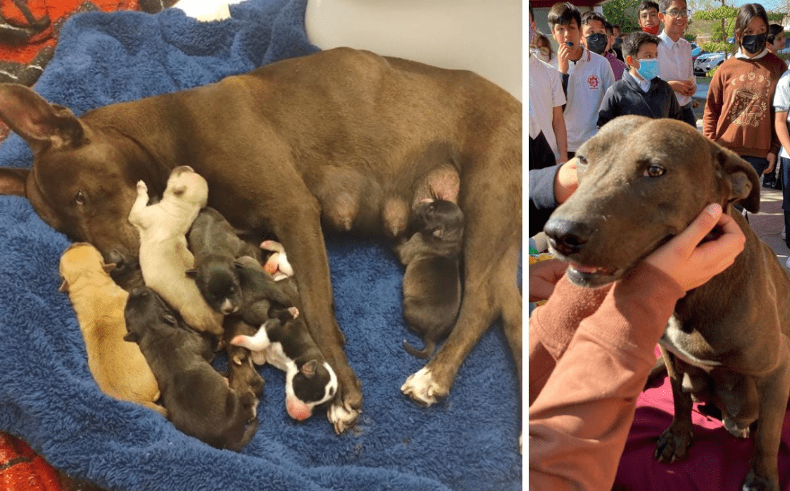 Secundaria adopta y realiza ‘baby shower’ a perrita; nacen 8 cachorros