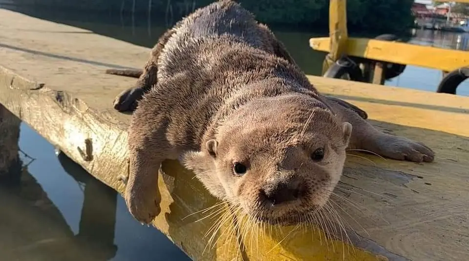 Max, nutria de la laguna de Mandinga, sufre ataque; pondrán denuncia