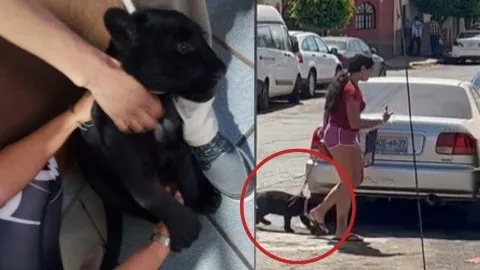 Captan a mujer paseando a un puma en calles de Jalisco; lo rescata Profepa