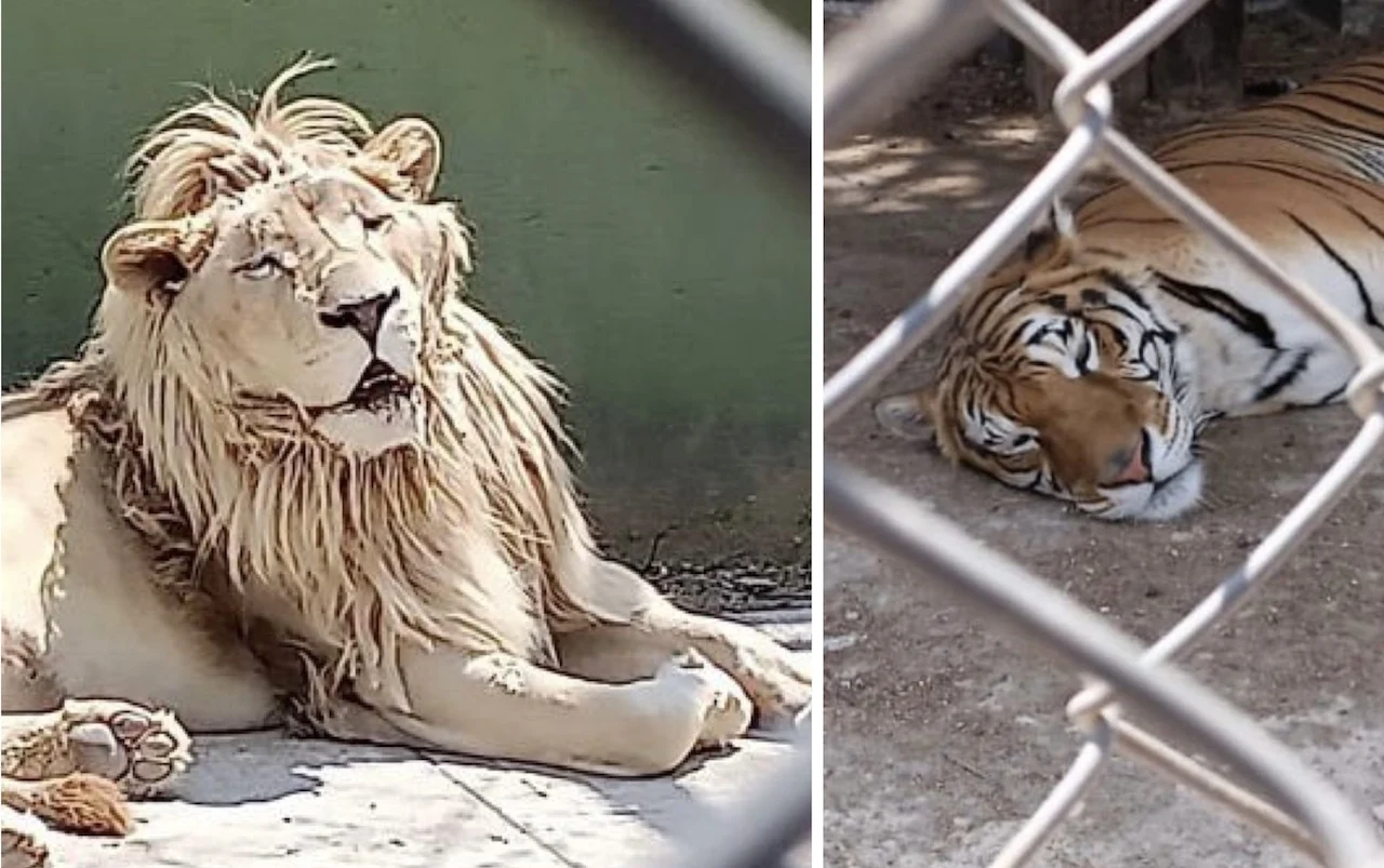 Rescatan 47 animales y descubren huachicol en Huixquilucan, Edomex