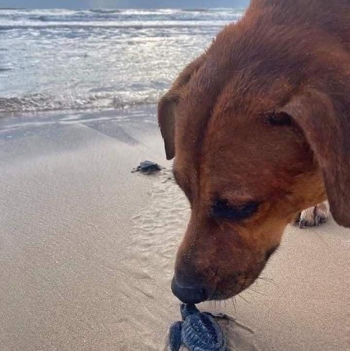 “Solovino”, el perro que protege a las tortugas para que lleguen al mar