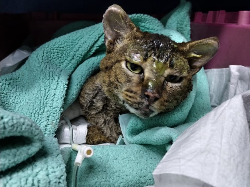 Reportan grave a gato rescatado del incendio en Central de Abasto