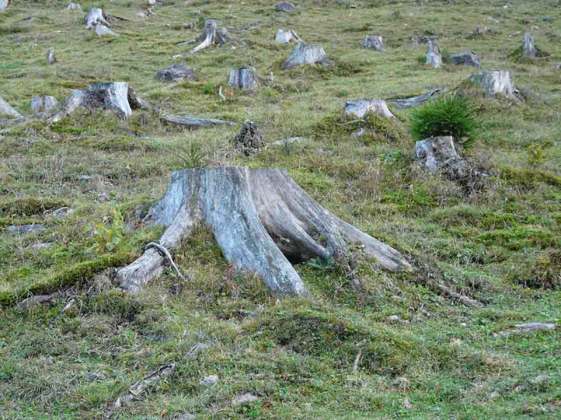 Deforestación de la selva amazónica brasileña aumenta en marzo