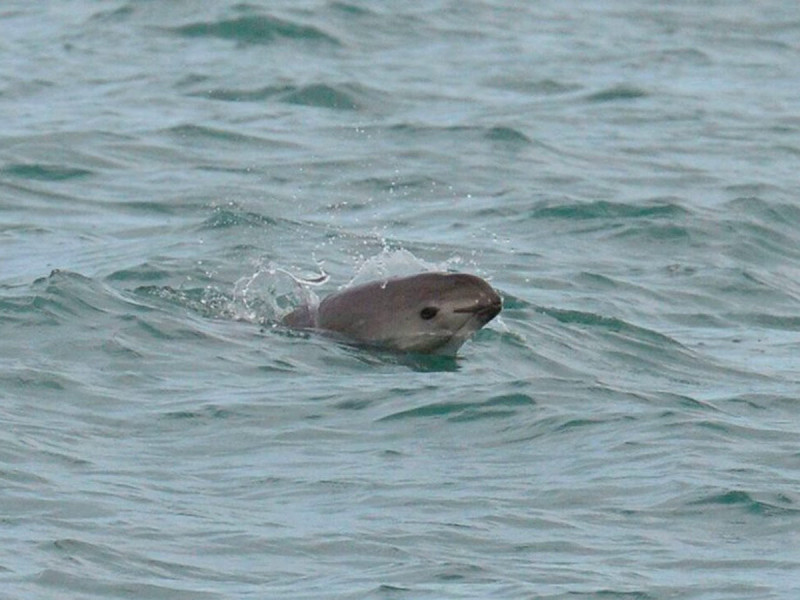 CITES aprueba nuevo Plan de Acción para protección de vaquita marina