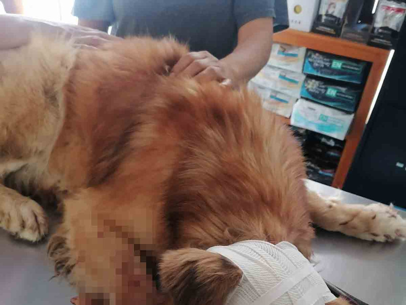 Fiscalía de Oaxaca inicia investigación tras agresión contra perrito ‘Zeus’