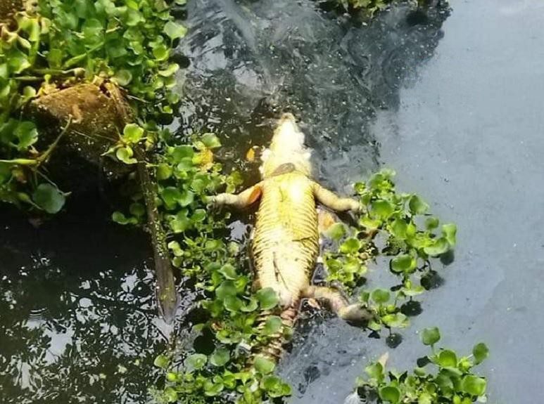 Encuentran sin vida a lagarto en arroyo de Las Choapas