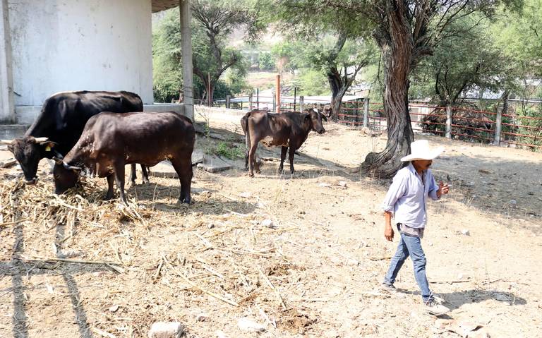 Delito de abigeato se ha controlado en Veracruz, señala Unión Ganadera