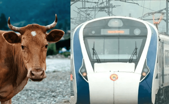 Vaca sale volando al ser arrollada por tren, cae encima de hombre y lo mat4