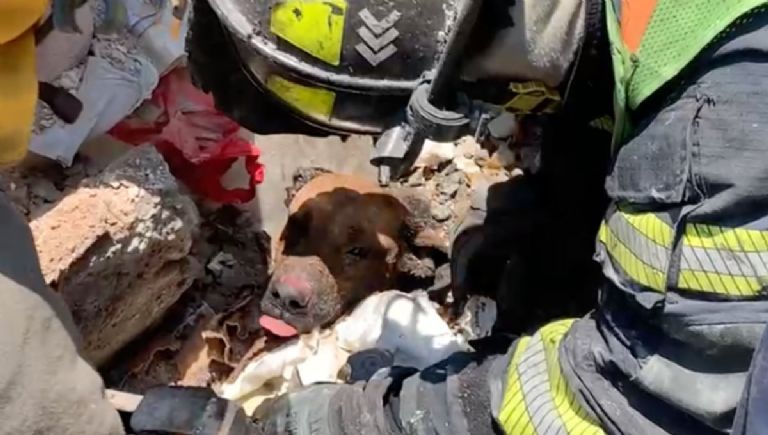 El conmovedor rescate de un perrito tras la explosión de su casa en Iztapalapa