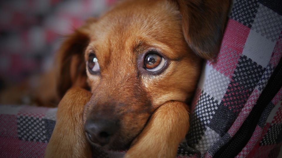 Crueldad animal: una mujer quemó con café a un perrito y la procesan por maltrato