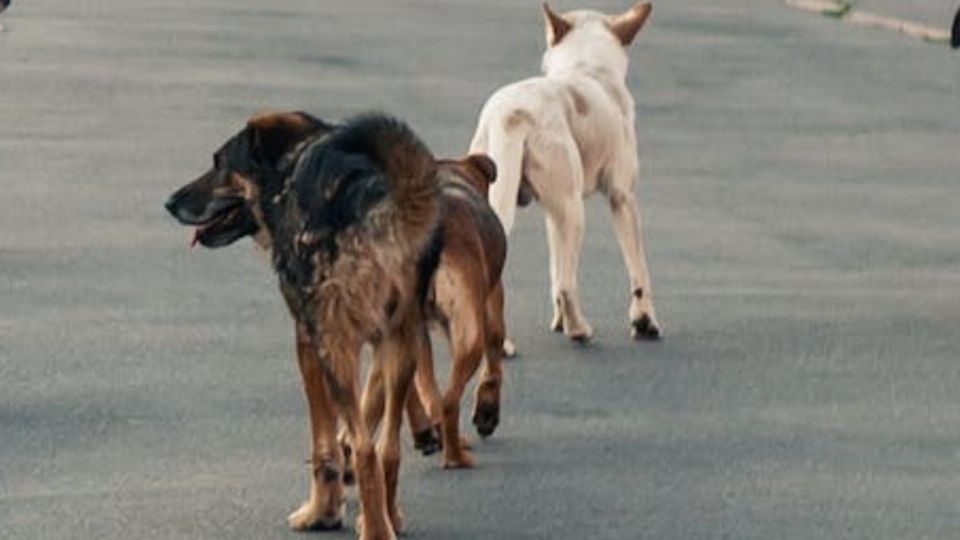 La cruenta muerte de Donkey y Toby: vinculan a proceso al hombre que mató a machetazos a los perritos frente a un niño