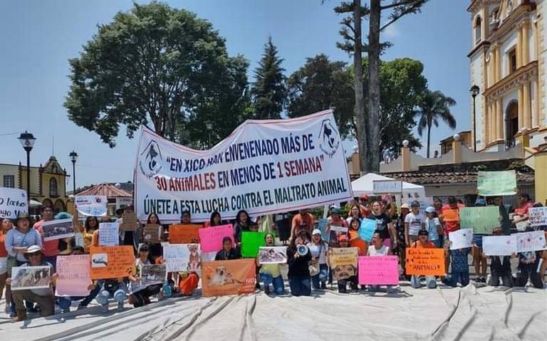 Exigen justicia: Van 30 perros y 3 tlacuaches envenenados en Xico