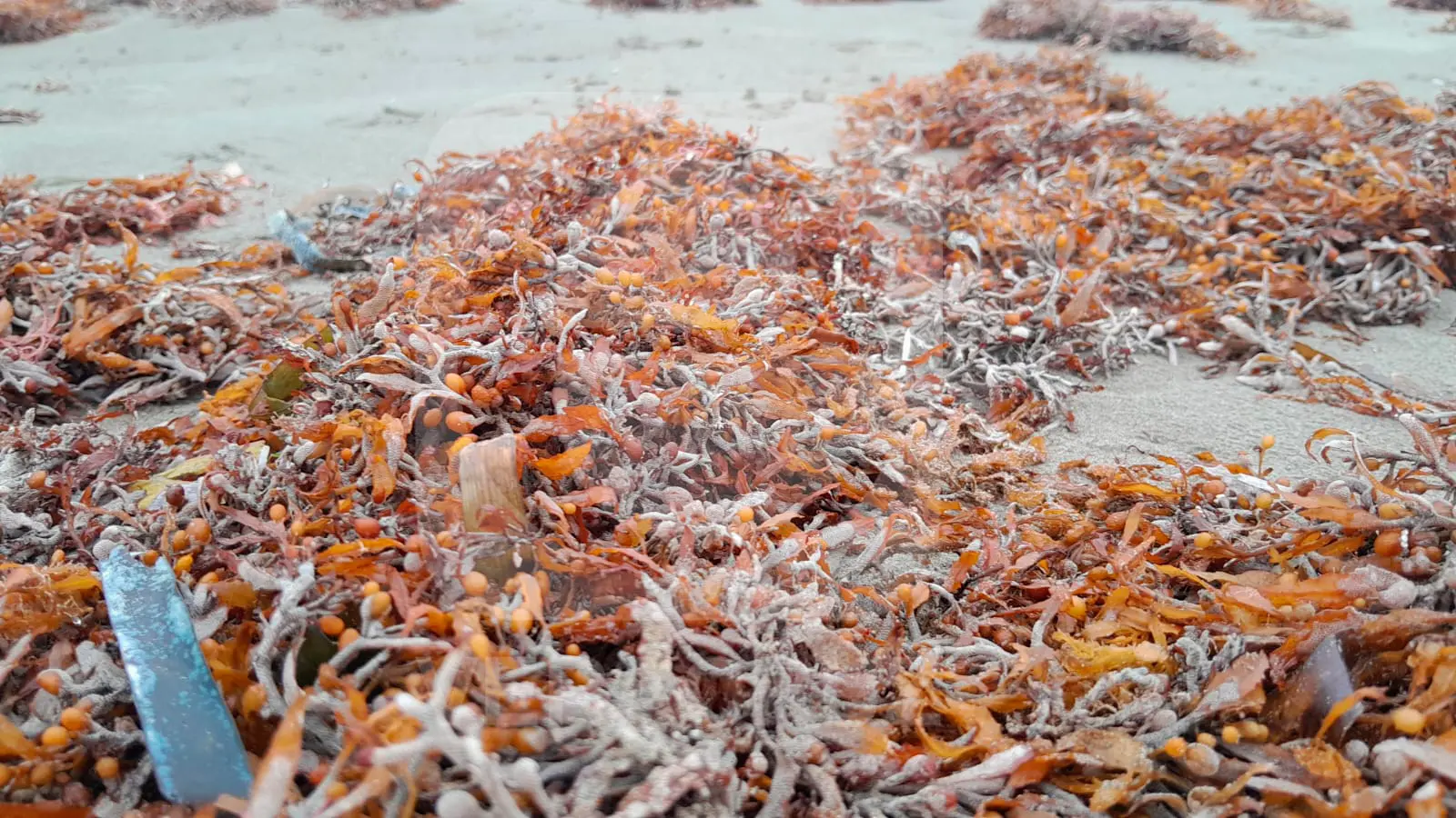 Sargazo invade playa Gaviotas, en Boca del Río