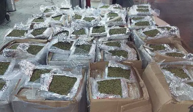 De Veracruz a Cancún: así enviarían casi una tonelada de marihuana