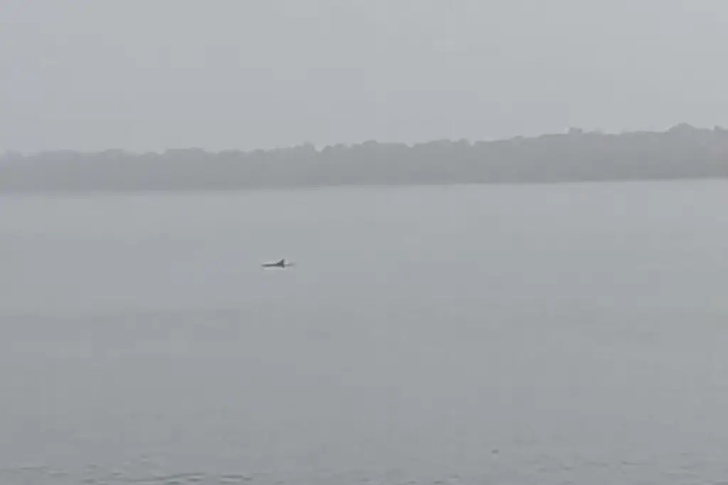 Captan delfines en Veracruz