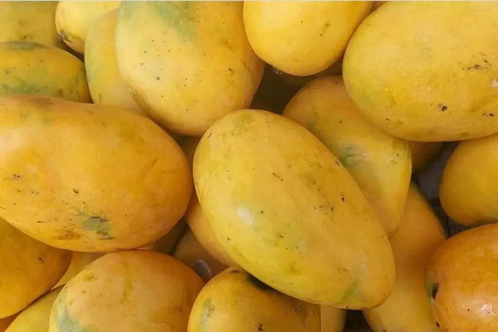 Buscan exportar mango manila de Veracruz a EU y Brasil