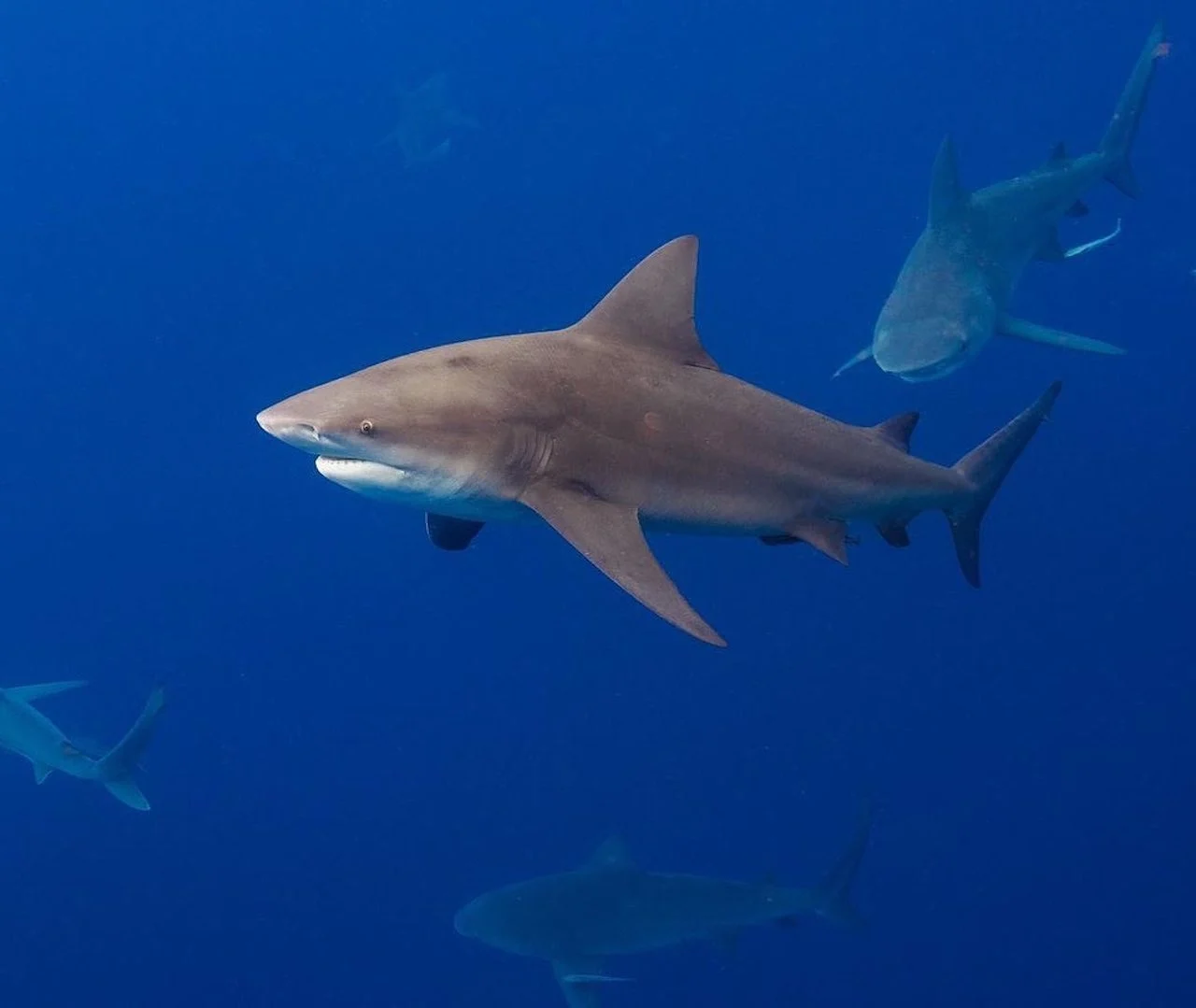 Dos pescadores reciben mordidas de tiburones en lapso de 36 horas