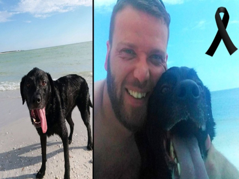 Perrito muere tras pasar día feliz en la playa; esto fue lo que le pasó