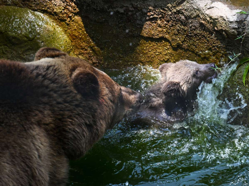 Oso habría matado a hombre mientras iba a pescar; hallaron su cabeza