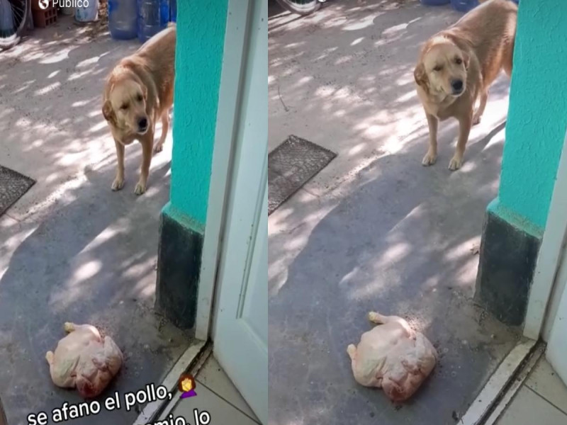 Caimán arranca brazo a hombre cuando orinaba en patio de un bar