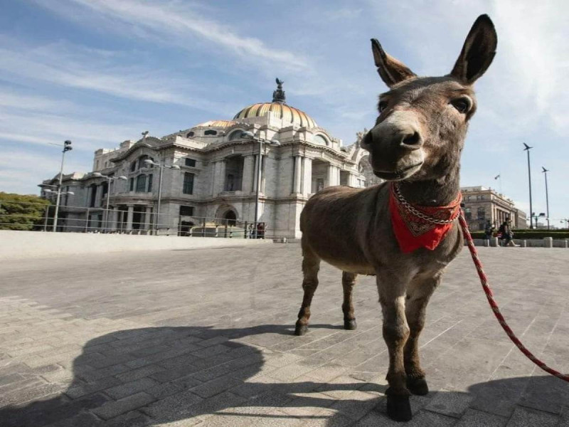 Le hacen sesion de fotos a burrito Tribilín en Bellas Artes; buscan concientizar