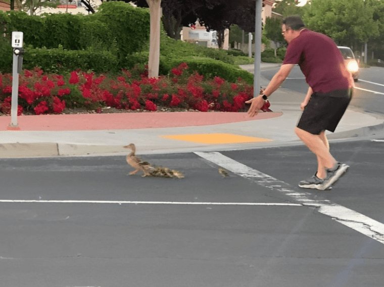 Hombre quiso ayudar a familia de patitos a cruzar la calle y murió atropellado