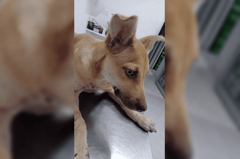 Más maltrato animal en NL: Un perro atacado a machetazos y 17 canes rescatados de casa