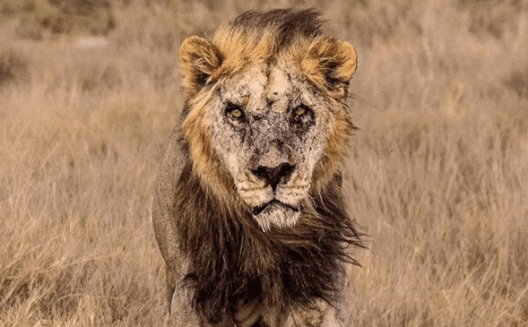 Matan a Loonkito, el león más viejo de África