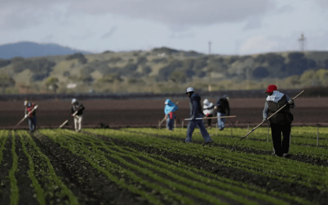 Migrantes mexicanos denuncian red de ‘esclavos modernos’ en Canadá