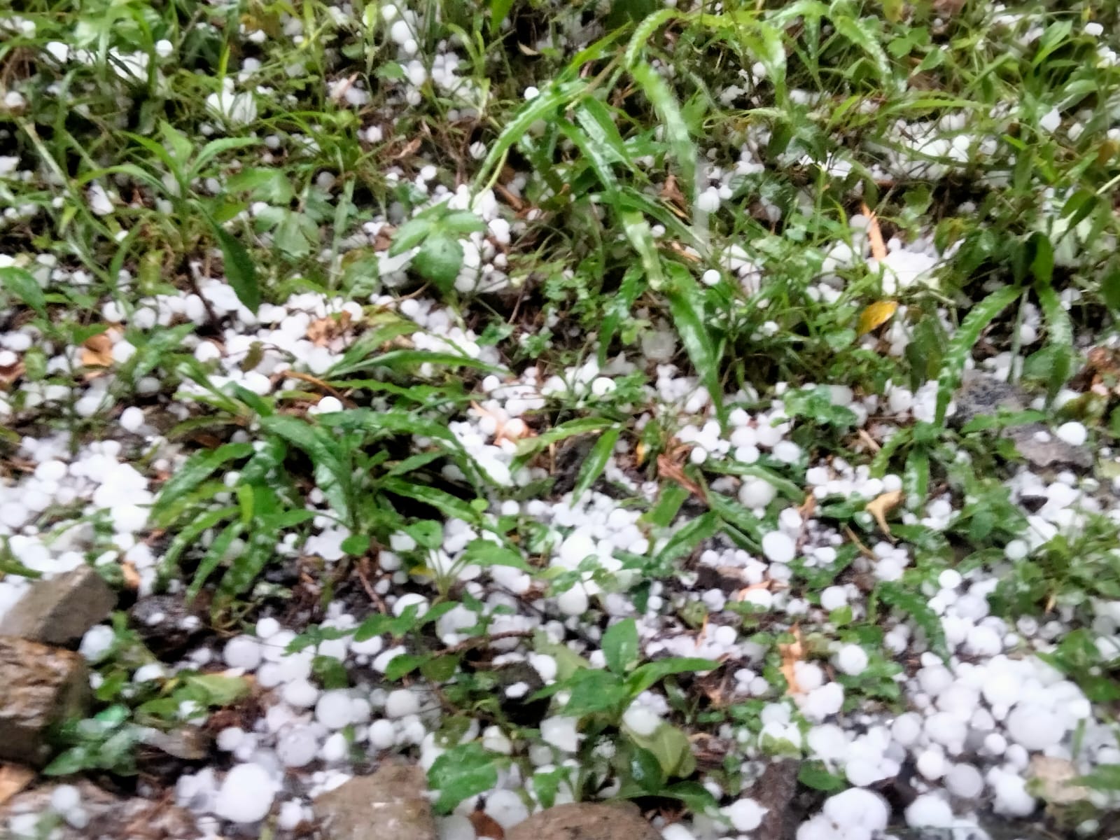 Granizo del tamaño de un cayuco cae en Xalapa y Banderilla