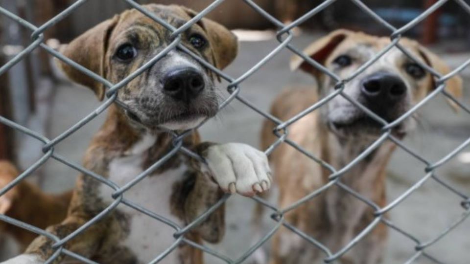 No tuvo corazón: acusan a una mujer de ahogar y lanzar al vacío a 10 cachorritos recién nacidos