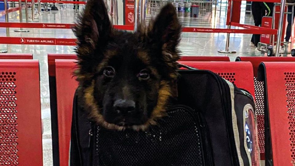 «¡Estoy listo!»: llega a México el perrito rescatista que Turquía donó en honor a Proteo