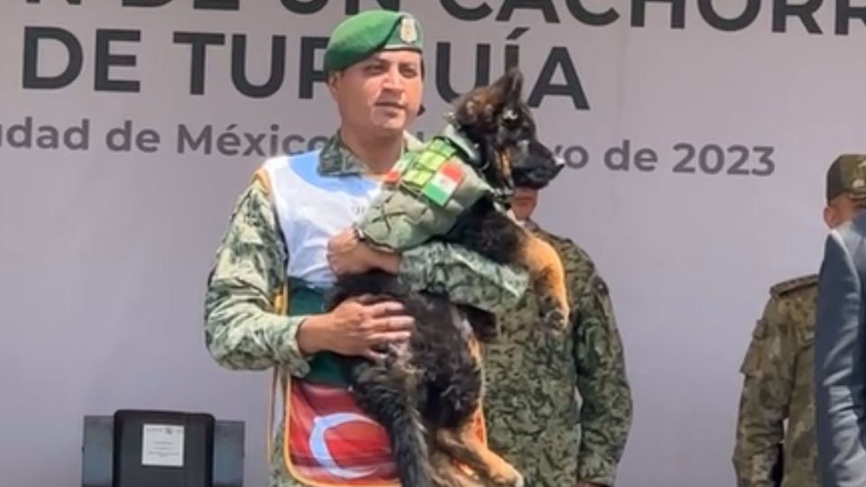 «¡Bienvenido Arkadas!»: Sedena revela el nombre del perrito rescatista donado por Turquía