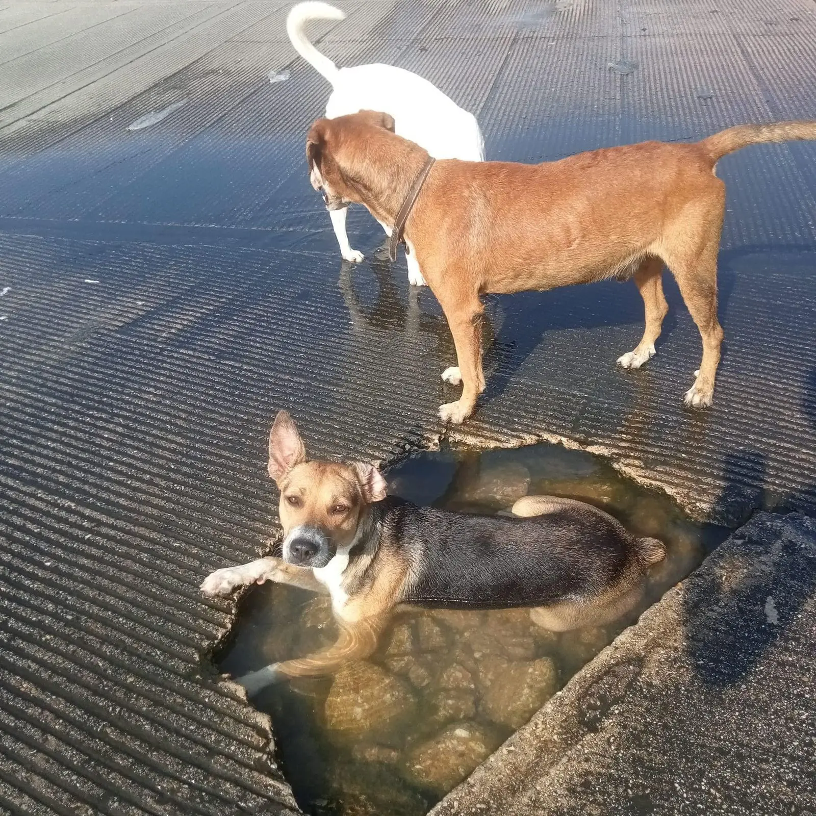 Napolitana, perrita viral por bañarse en bache, fue adoptada en Coatza