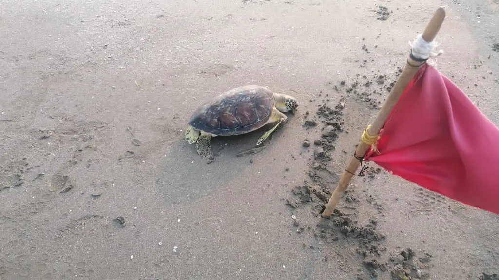 Tortuga muerta en playa de Boca del Río