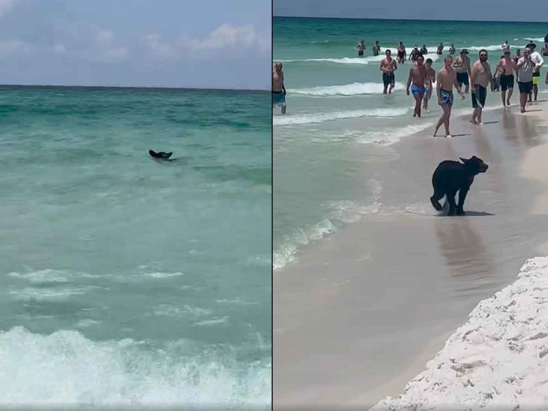 Oso sorprende al darse un chapuzón en una concurrida playa de Florida