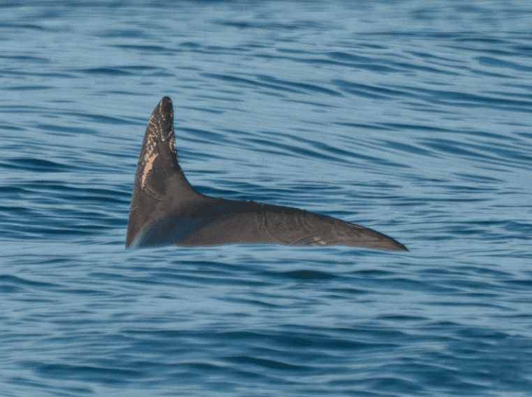 Dos crías de vaquita marina ubicadas entre 13 ejemplares en el Alto Golfo de California